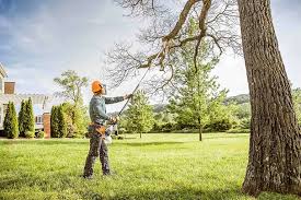 Best Stump Grinding and Removal  in Wildwood, FL
