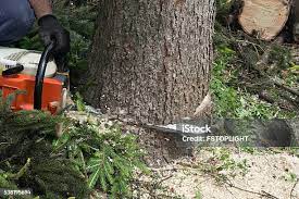 Best Commercial Tree Services  in Wildwood, FL