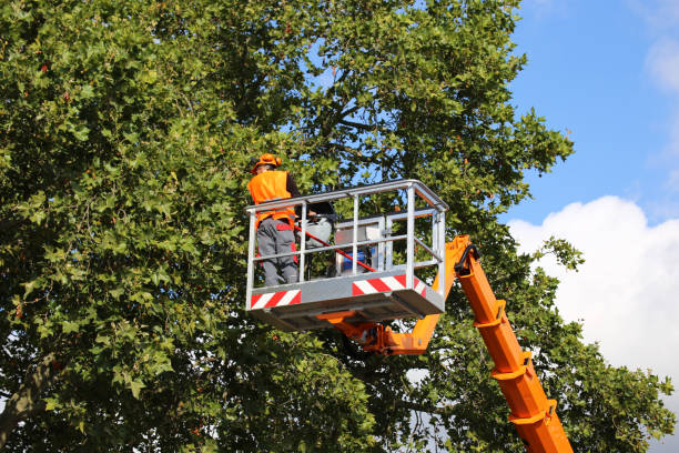 Professional Tree Removal in Wildwood, FL