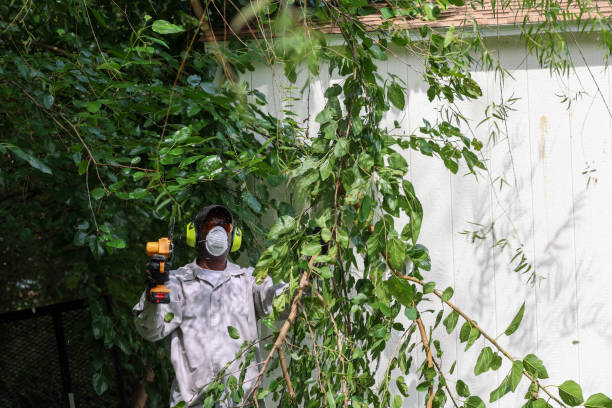 Best Arborist Consultation Services  in Wildwood, FL